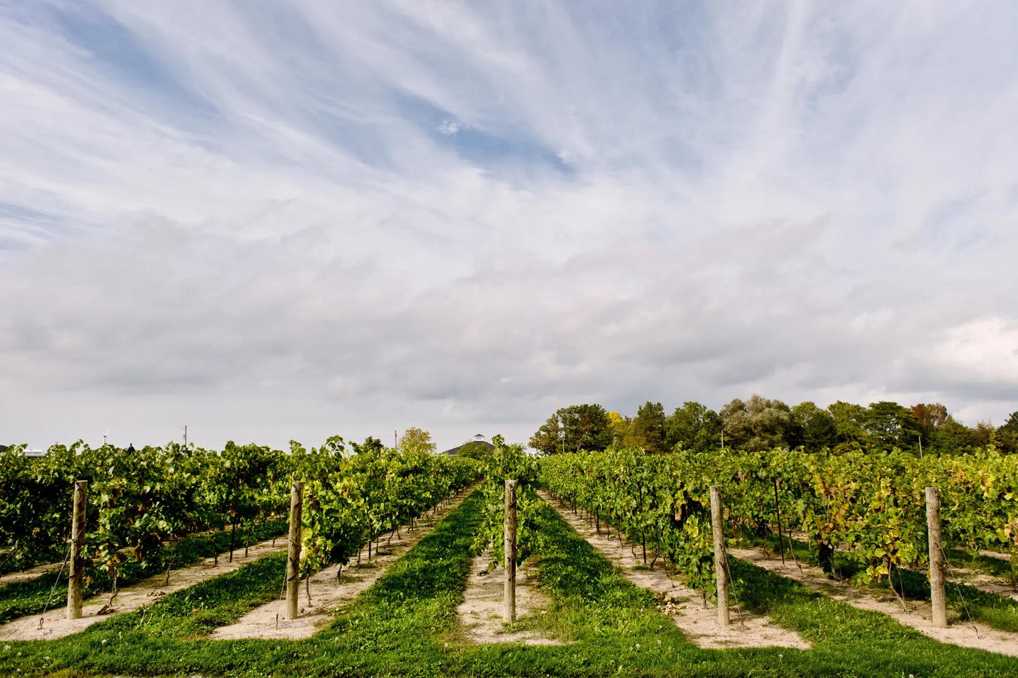 Vineyard with rows of grapevines.