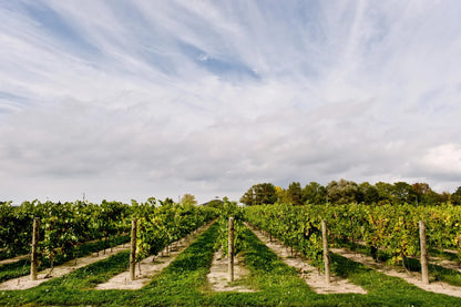 Vineyard with rows of grapevines.