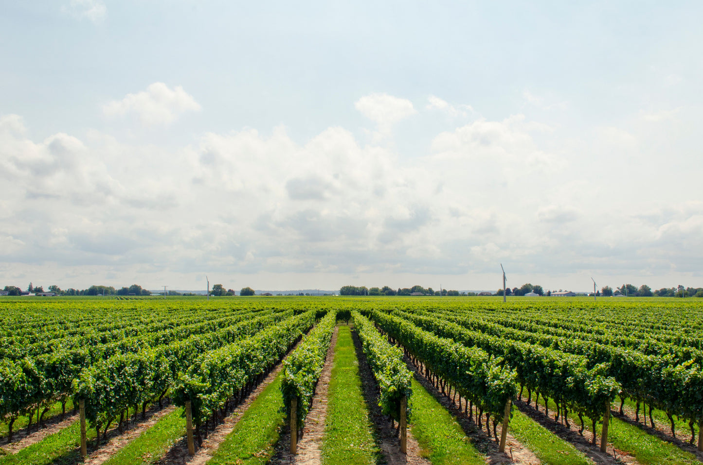 Vineyard with rows of green grapevines under a blue sky with clouds.